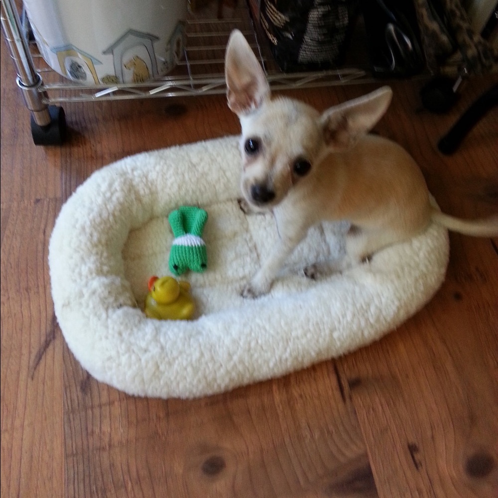 My Chi BUNNY - Picture 3 of 3